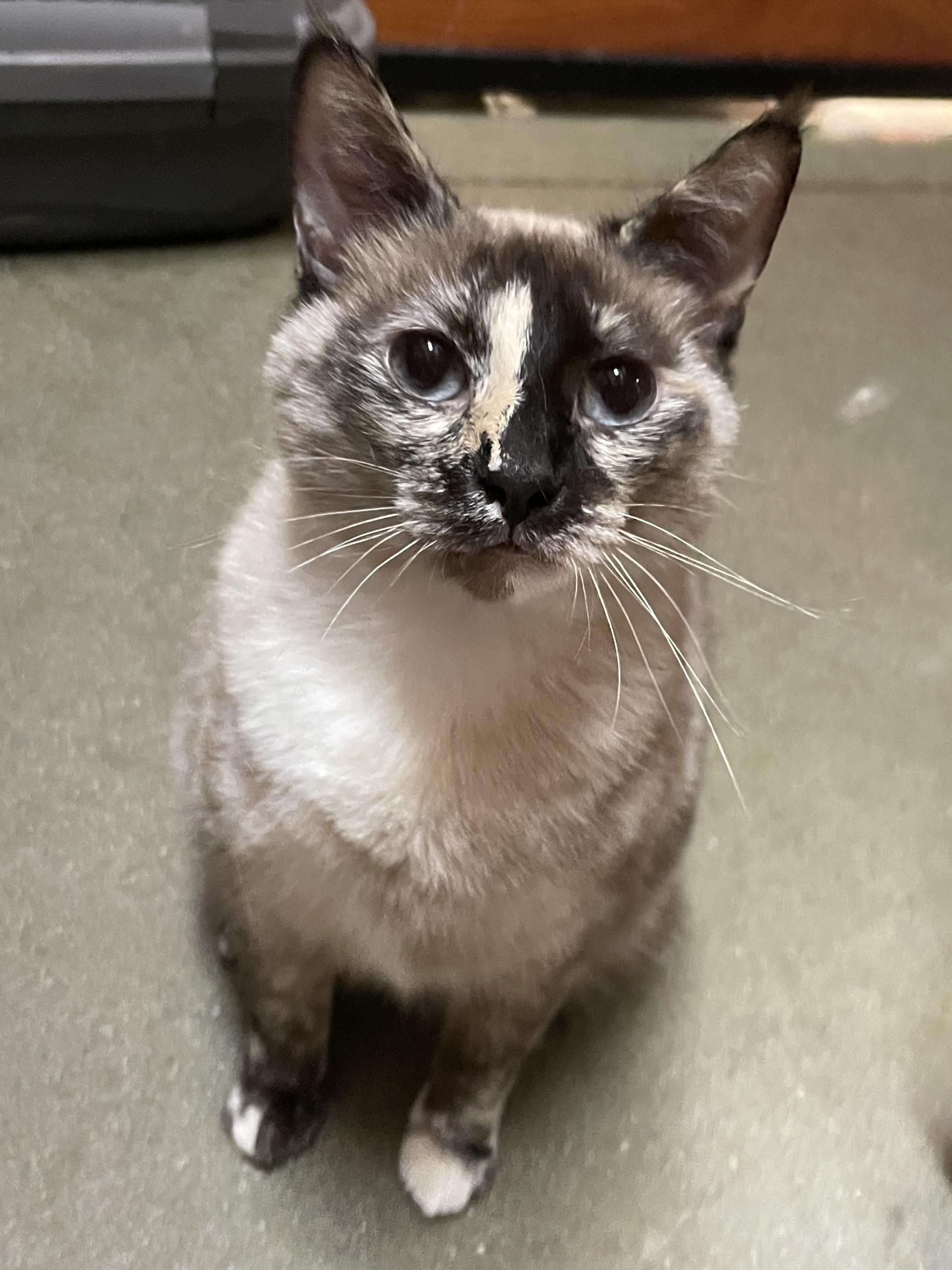 Enlarge Bella (pse), a ADOPTABLE Siamese in Simpsonville, SC image 1/1