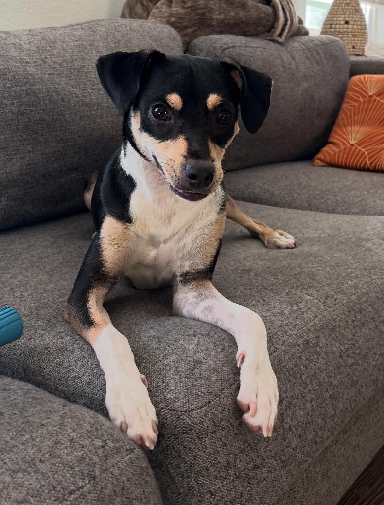 Franny, Adoptable, Young Female Hound.
