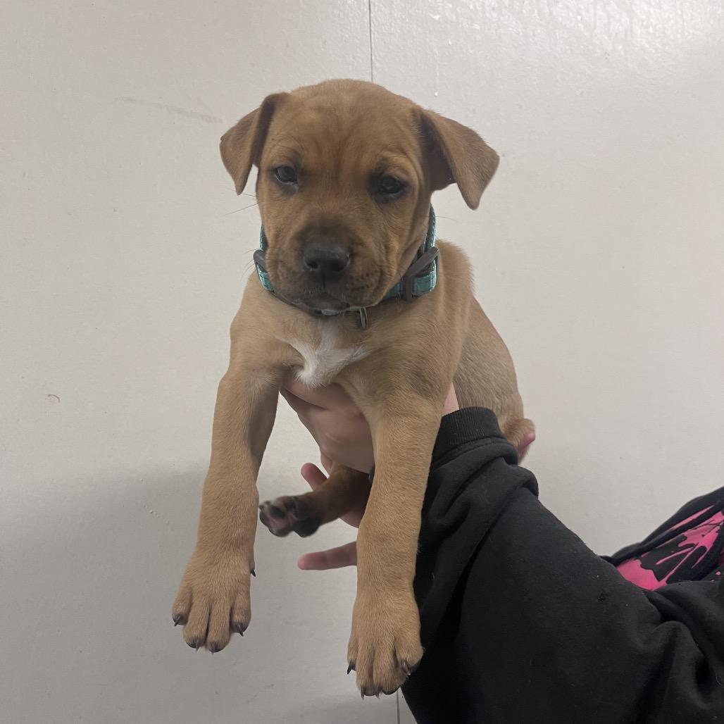 Enlarge Steve, a Adoptable mixed breed in Allyn, WA image 1/1