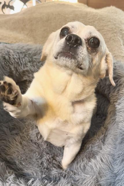 Snuggly Sid thumbnail 3