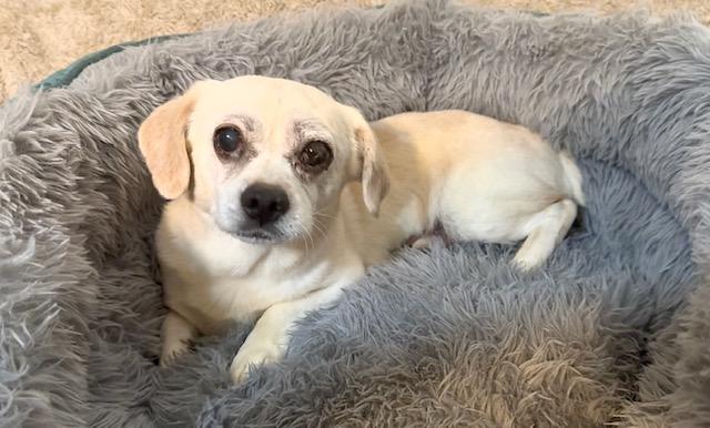 Snuggly Sid thumbnail 2