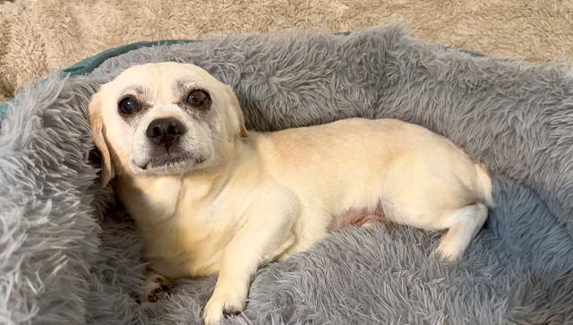 Snuggly Sid thumbnail 4