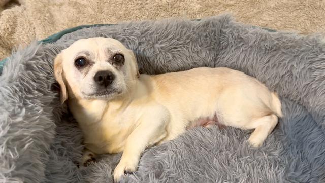 Snuggly Sid thumbnail 6