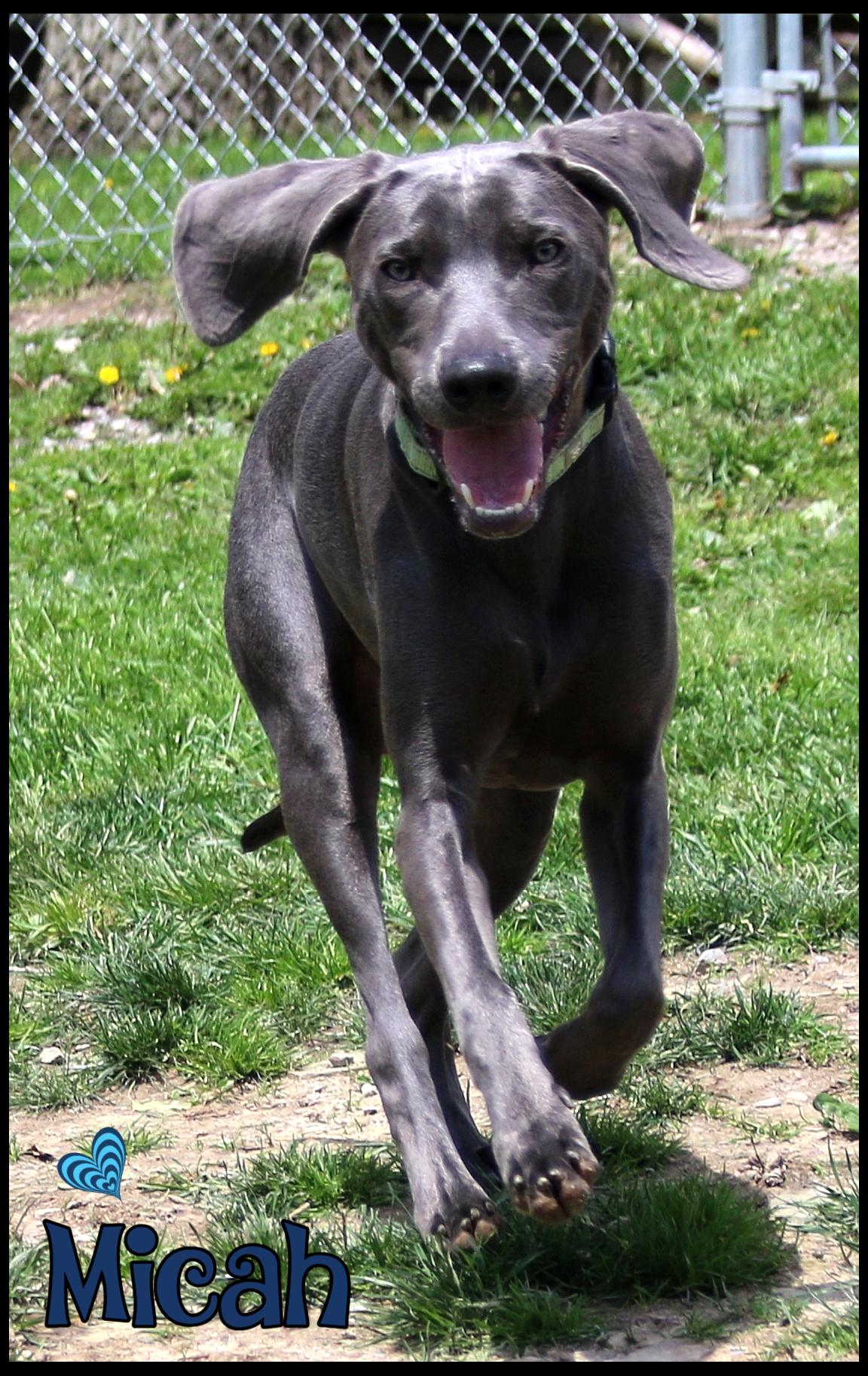 Micah, an adopted mixed breed in Shippenville, PA image 4/6