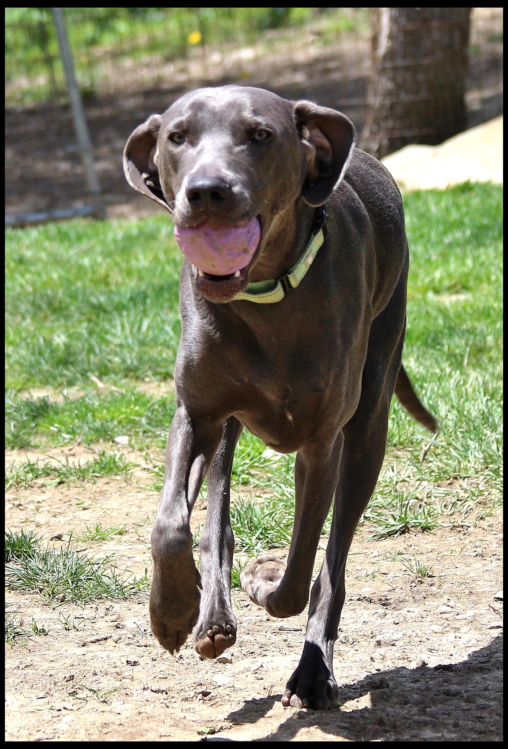 Micah, an adopted mixed breed in Shippenville, PA image 2/6