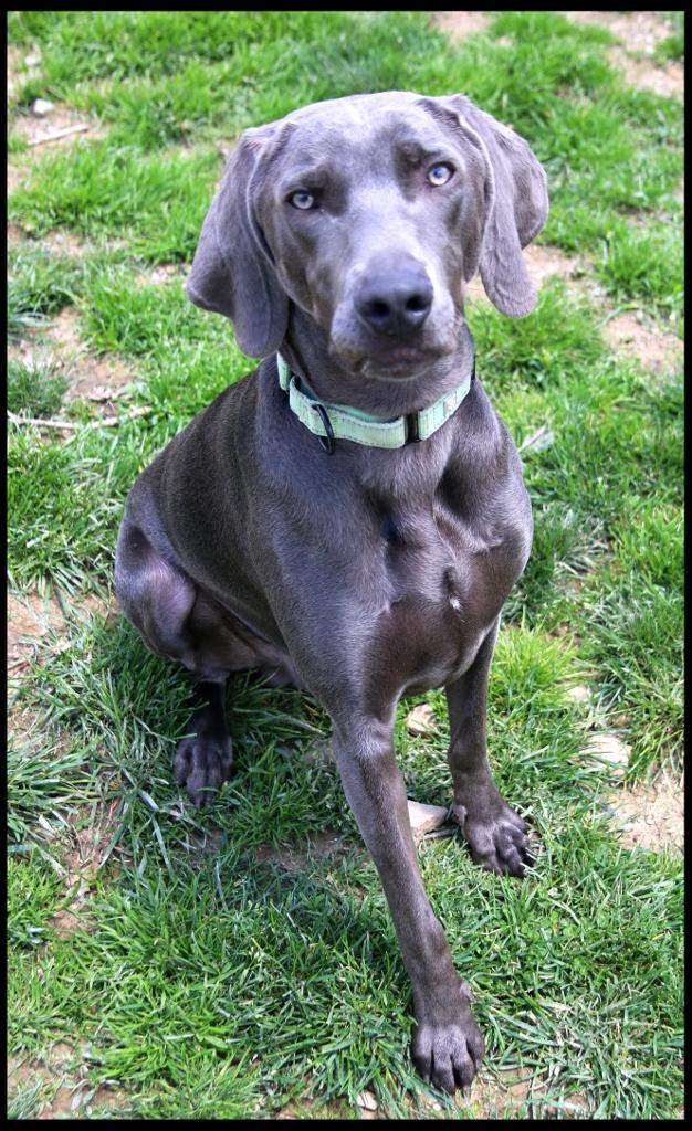 Micah, an adopted mixed breed in Shippenville, PA image 3/6