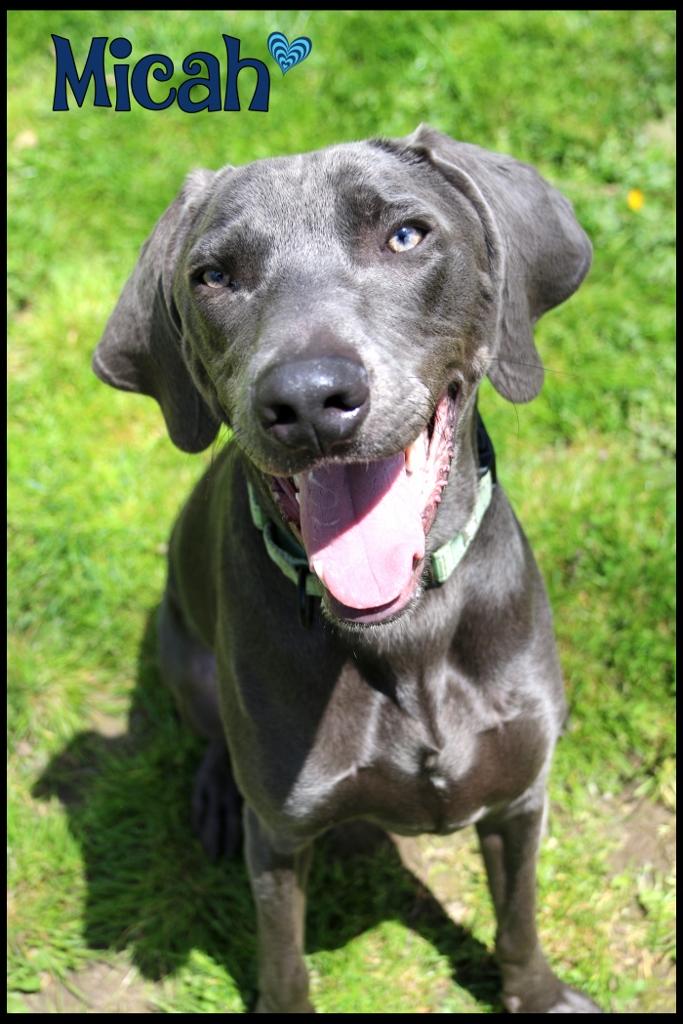 Micah, adopted, Young Male Weimaraner.
