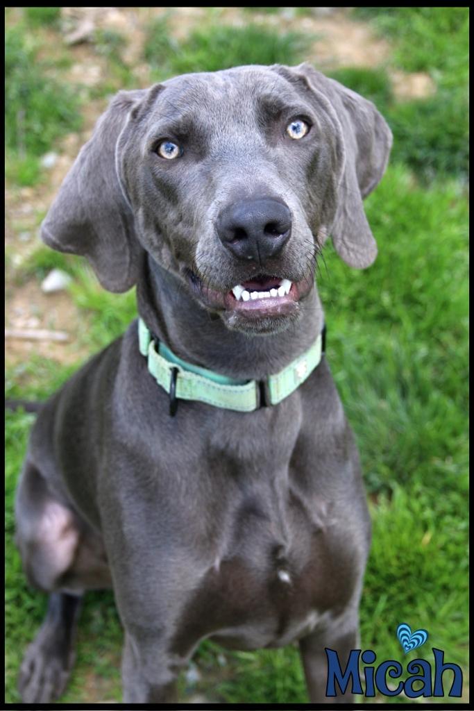 Micah, an adopted mixed breed in Shippenville, PA image 5/6