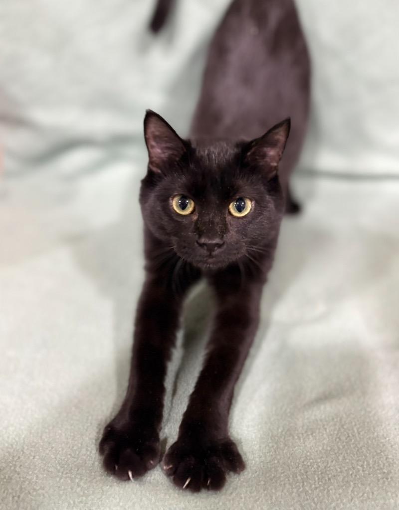Chris, Adopted, Young Male Domestic Short Hair.