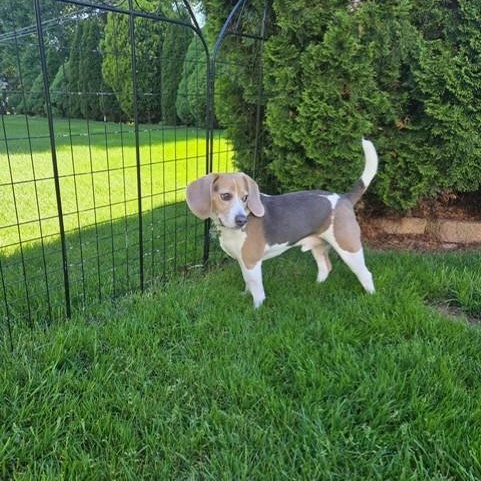 Ripley, an adopted Beagle in Westland, MI image 4/5