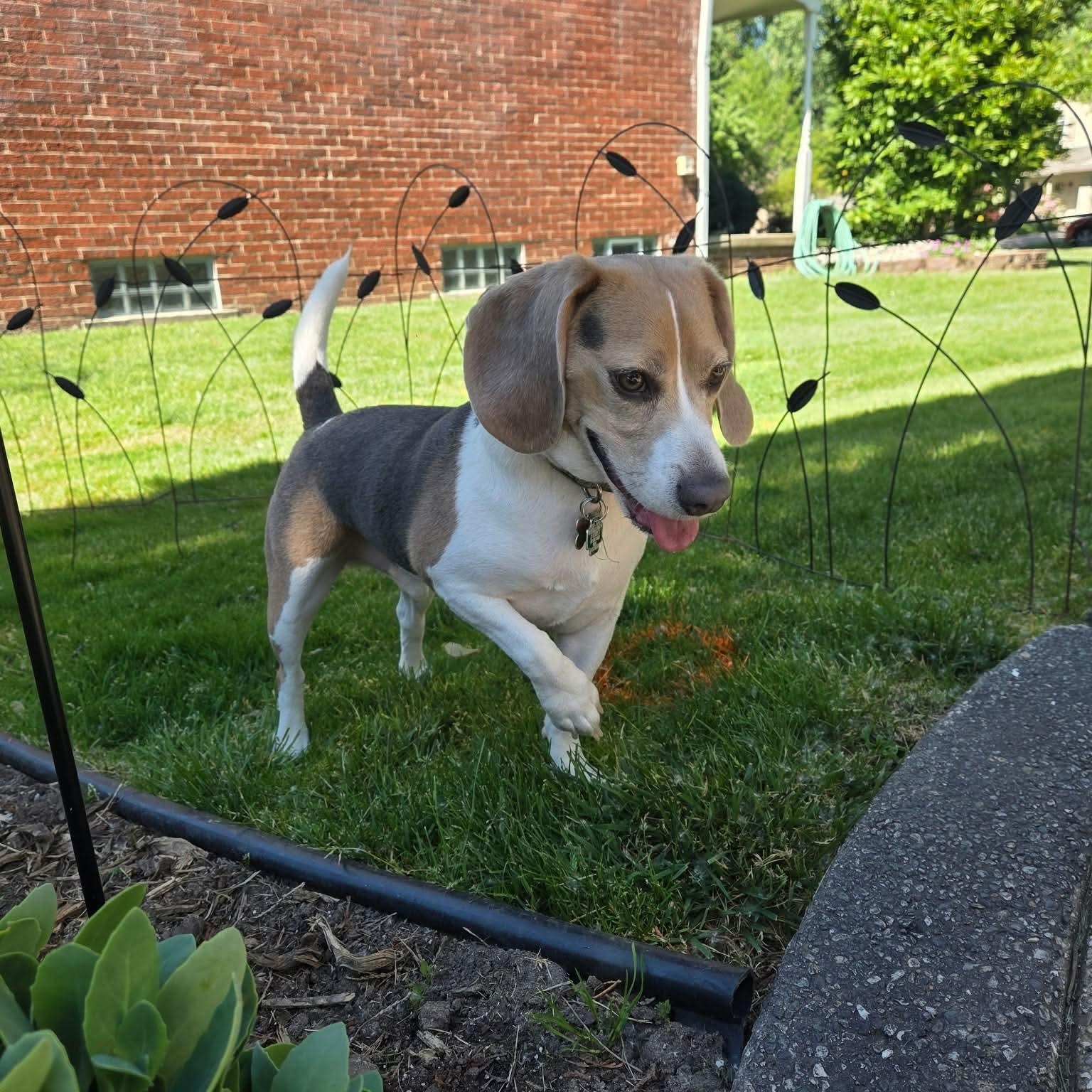 Ripley, an adopted Beagle in Westland, MI image 2/5