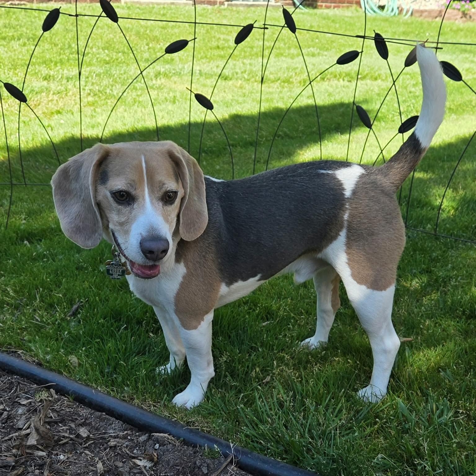 Ripley, an adopted Beagle in Westland, MI image 3/5
