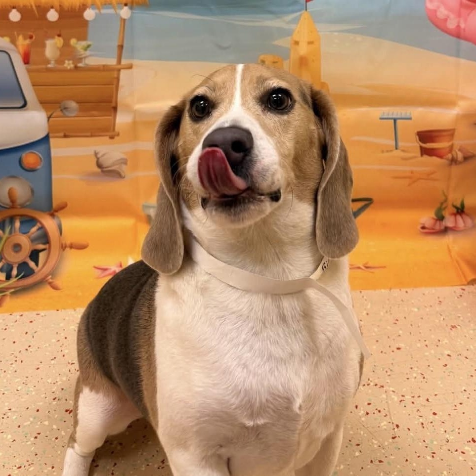 Ripley, an adopted Beagle in Westland, MI image 5/5