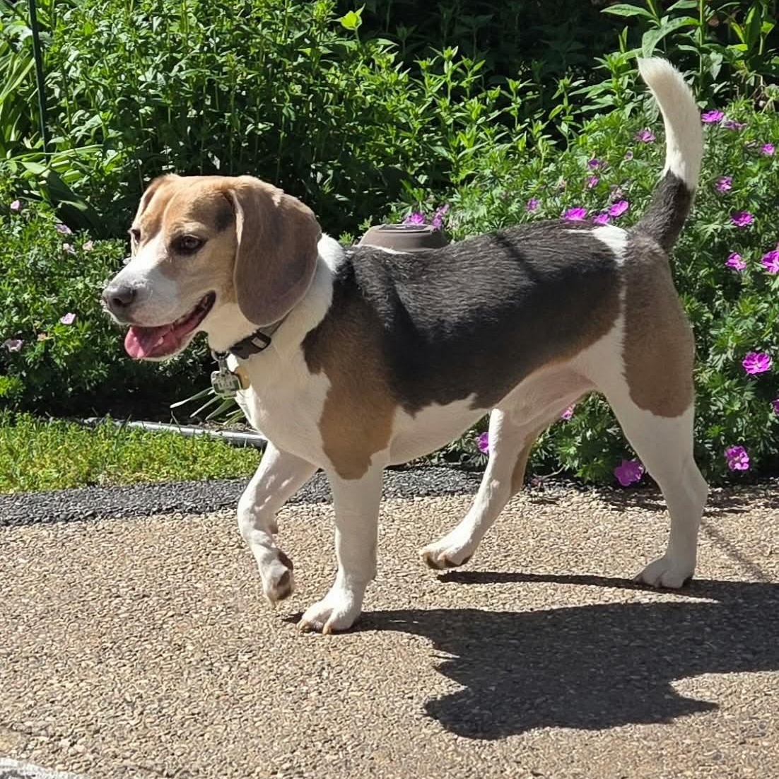 Ripley, adopted, Young Male Beagle.