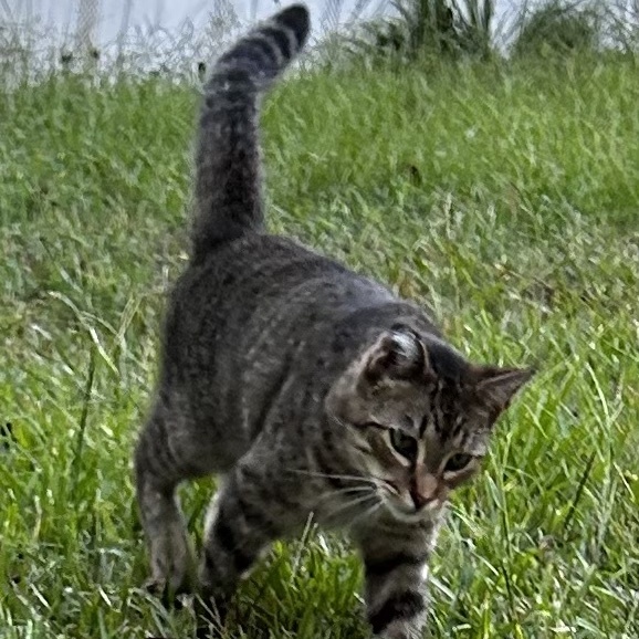 Enlarge Alex, a Adoptable American Shorthair image 1/1