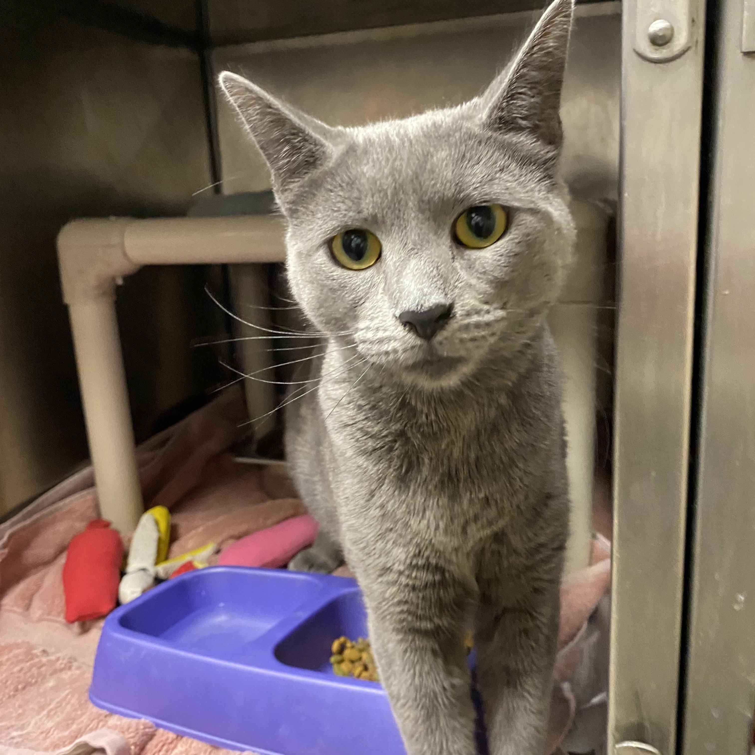 Athea, a ADOPTABLE Domestic Short Hair in Somerset, NJ image 2/4