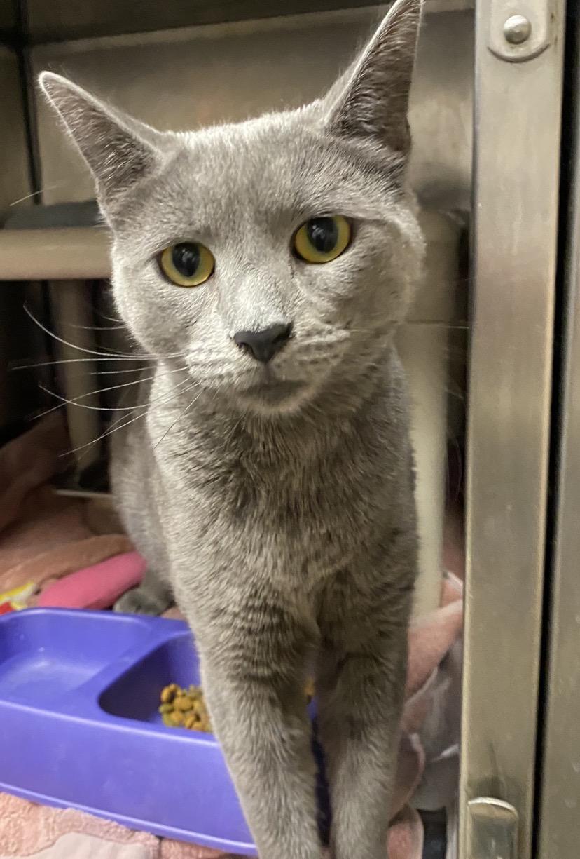 Athea, a ADOPTABLE Domestic Short Hair in Somerset, NJ image 3/4