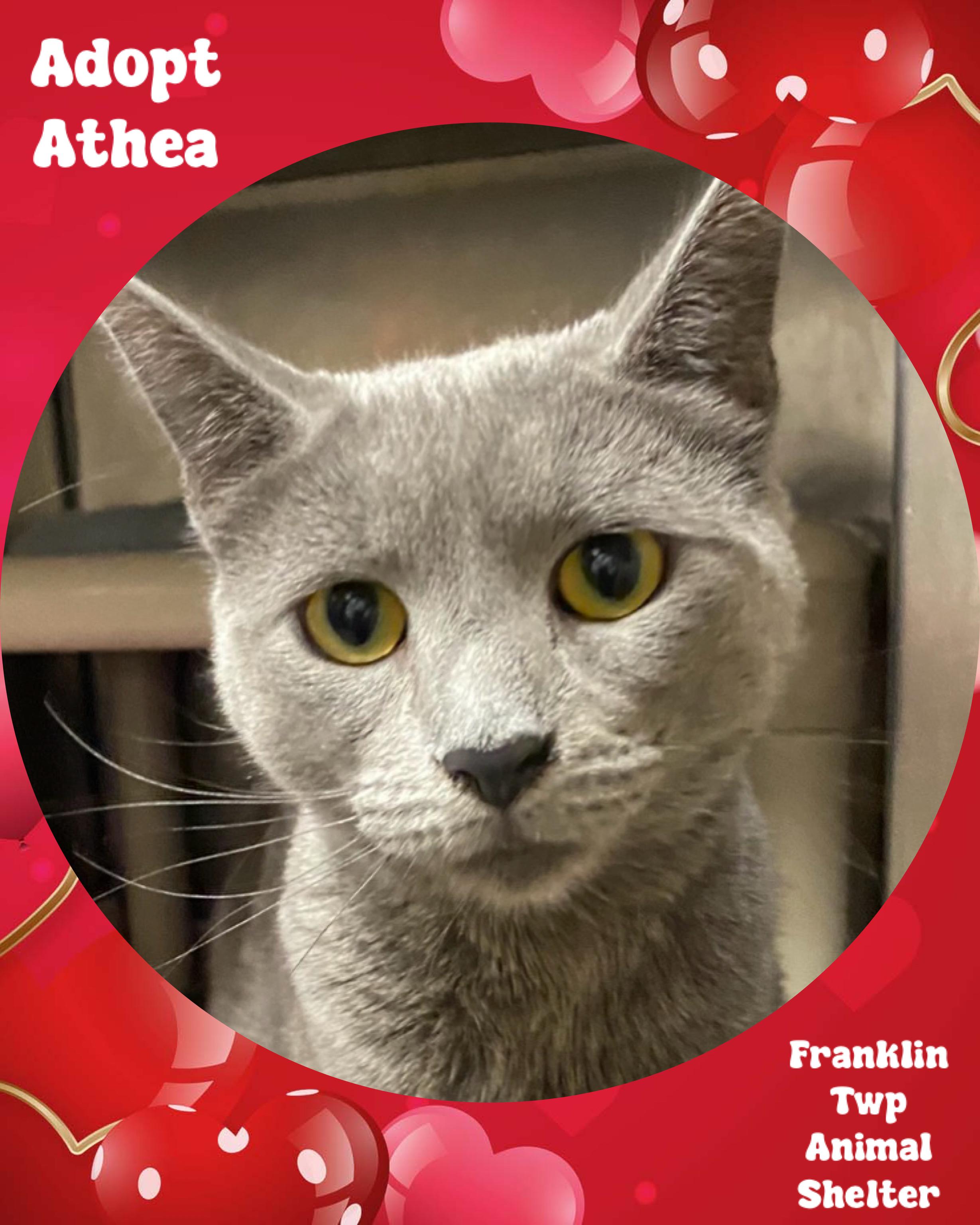 Athea, ADOPTABLE, Adult Female Domestic Short Hair.