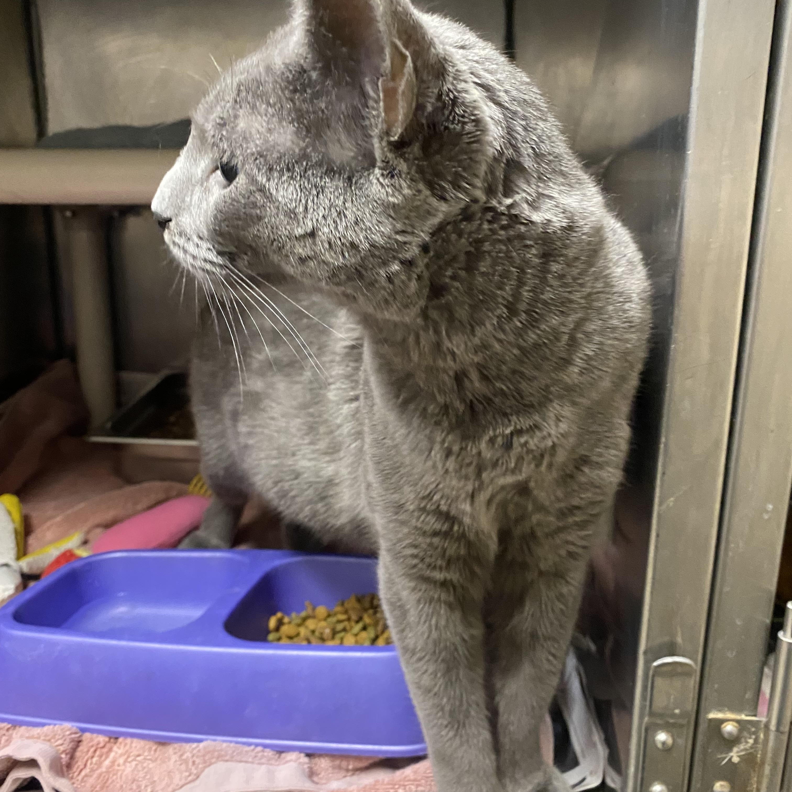 Athea, a ADOPTABLE Domestic Short Hair in Somerset, NJ image 4/4