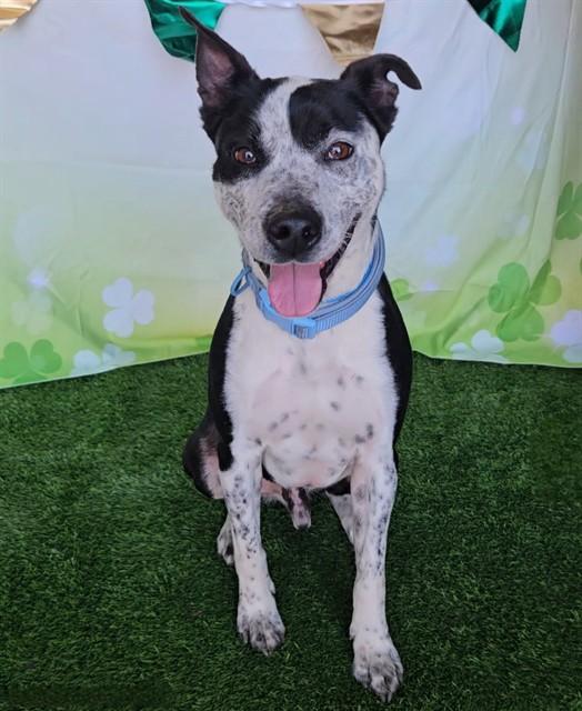 OLLIE, Adoptable, Adult Male Australian Cattle Dog / Blue Heeler & Mixed Breed.