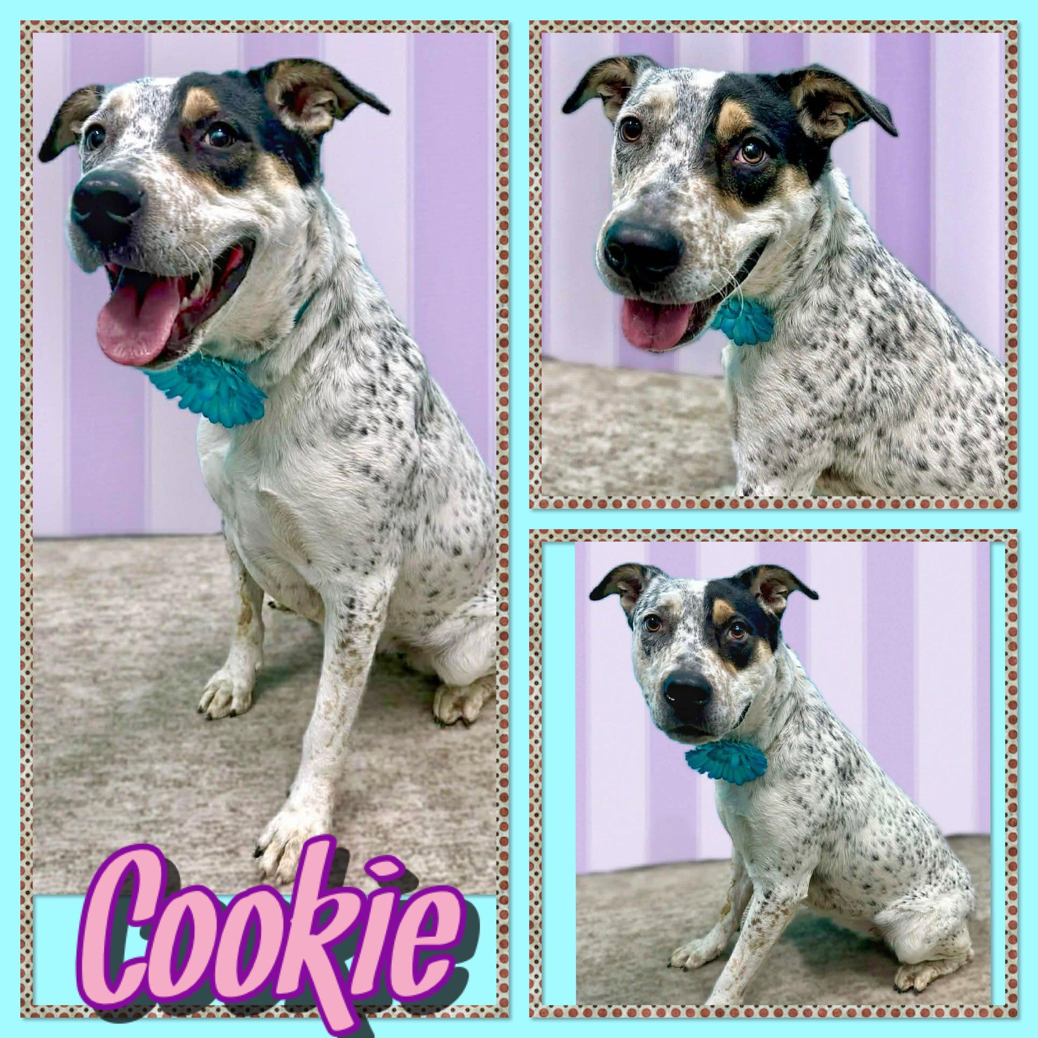 Cookie, ADOPTABLE, Adult Female Australian Cattle Dog / Blue Heeler.