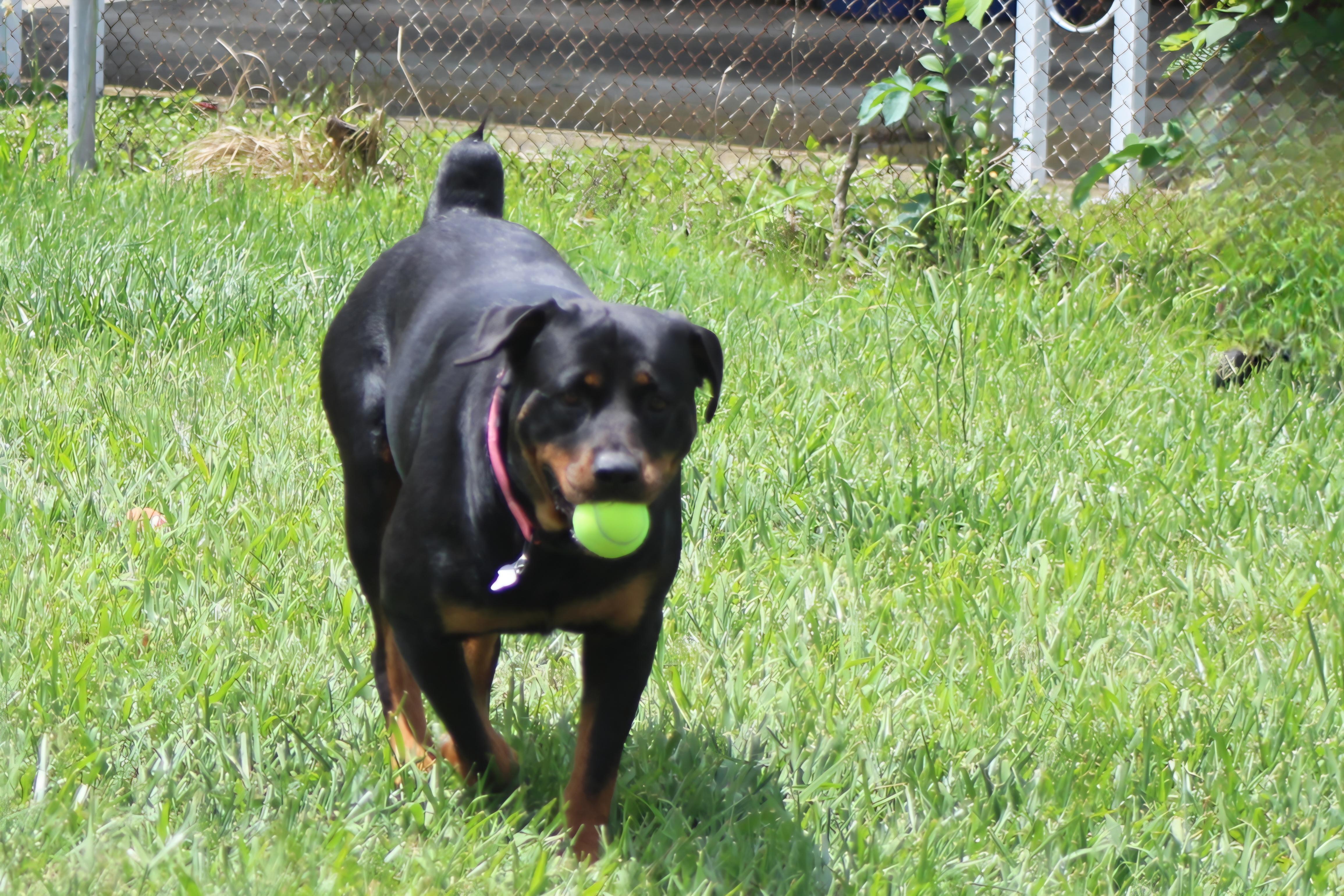 Enlarge Jade, a ADOPTABLE mixed breed in Newport News, VA image 5/6