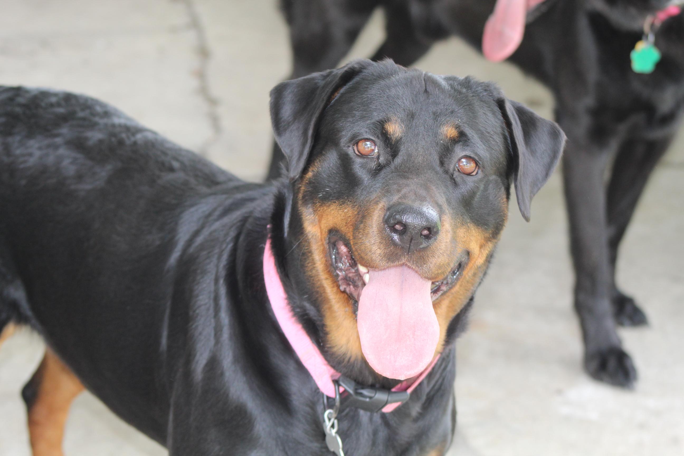 Enlarge Jade, a ADOPTABLE mixed breed in Newport News, VA image 6/6