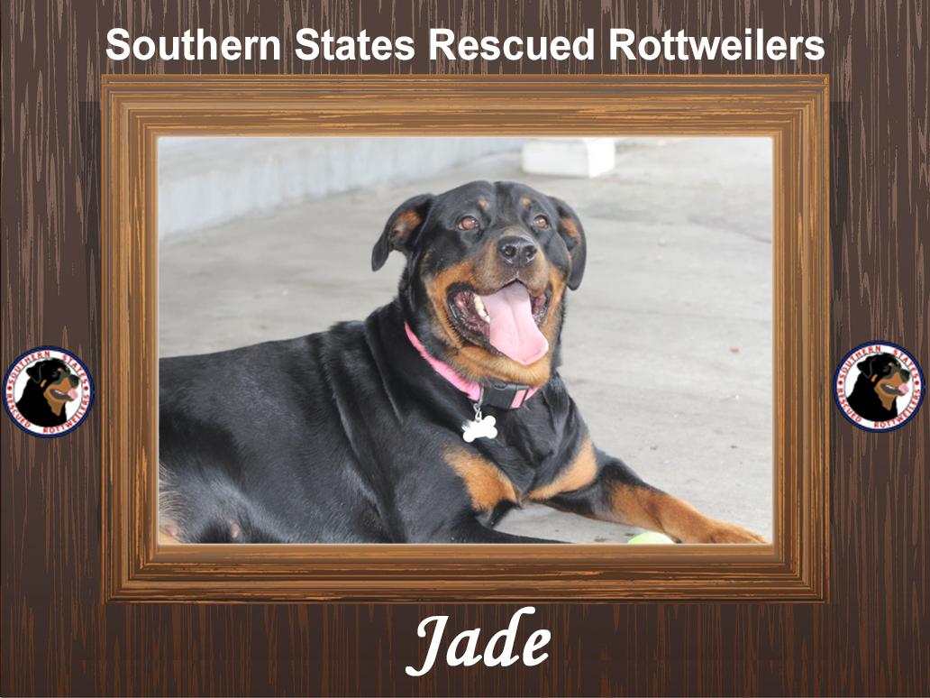 Enlarge Jade, a ADOPTABLE mixed breed in Newport News, VA image 1/6