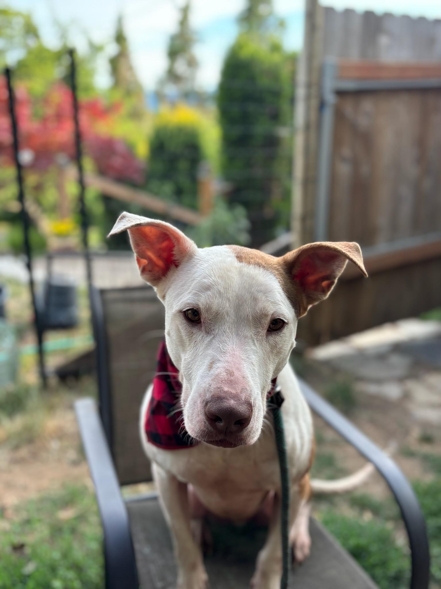 Enlarge Ben , a Adoptable Staffordshire Bull Terrier in Bend , OR image 4/6