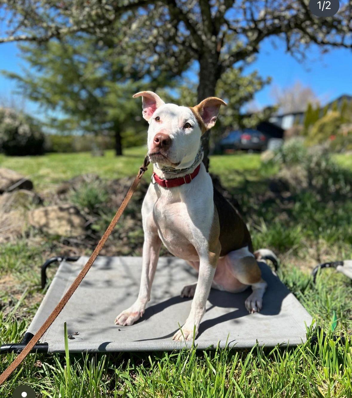 Enlarge Ben , a Adoptable Staffordshire Bull Terrier in Bend , OR image 1/6