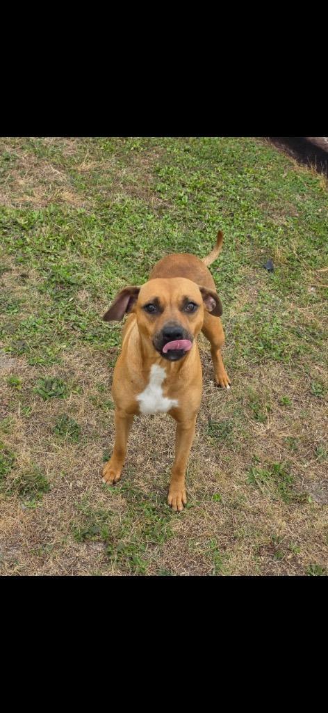Enlarge **URGENT STATUS** Juliet, a Adoptable mixed breed in Metter, GA image 2/2