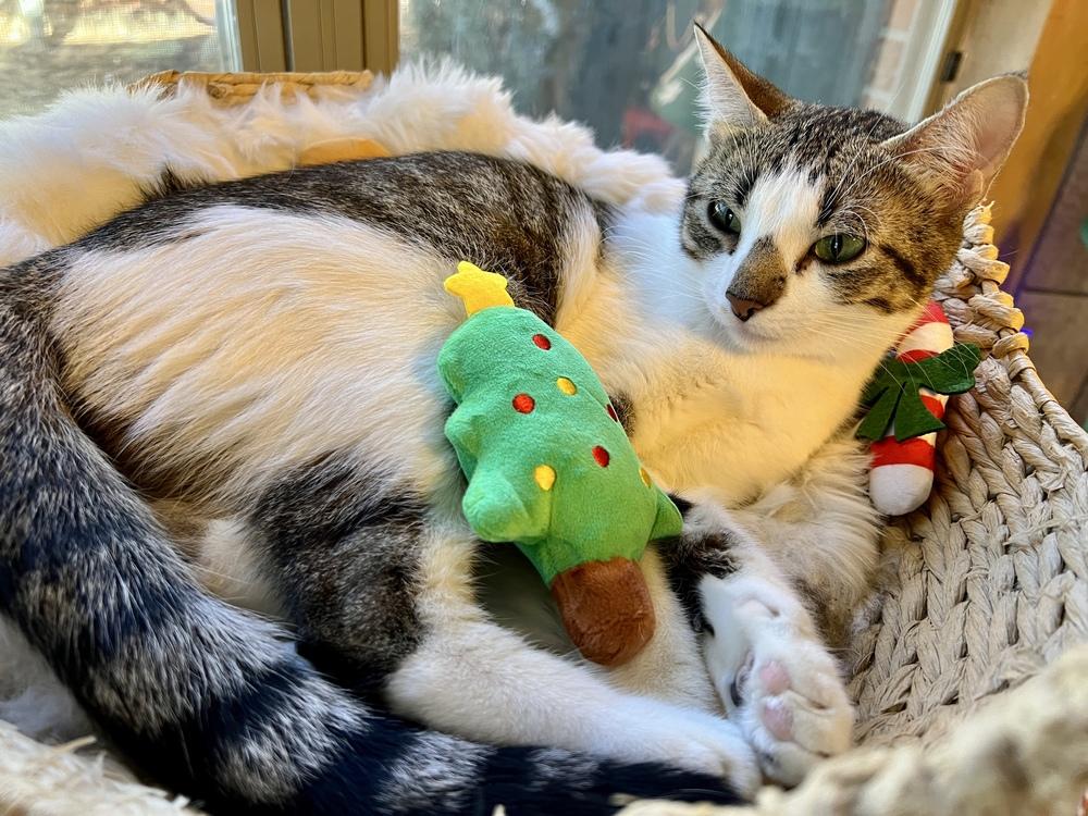 Mama Butterball, Adoptable, Adult Female Domestic Short Hair.