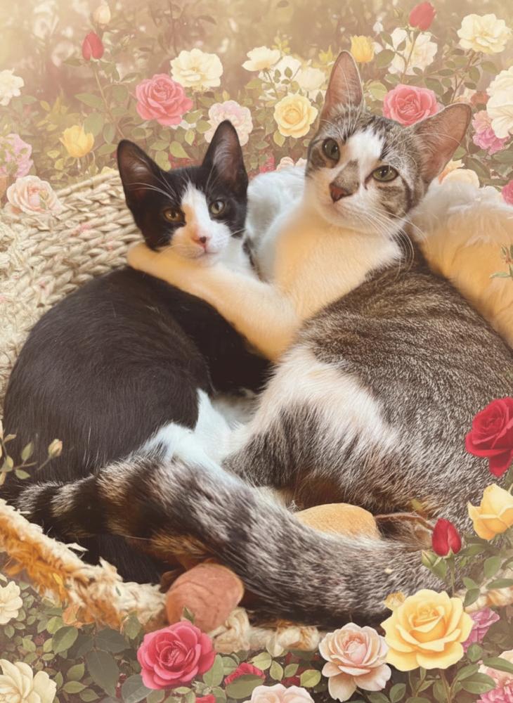 Enlarge Mama Butterball, a Adoptable Domestic Short Hair in Blanchard, OK image 3/6