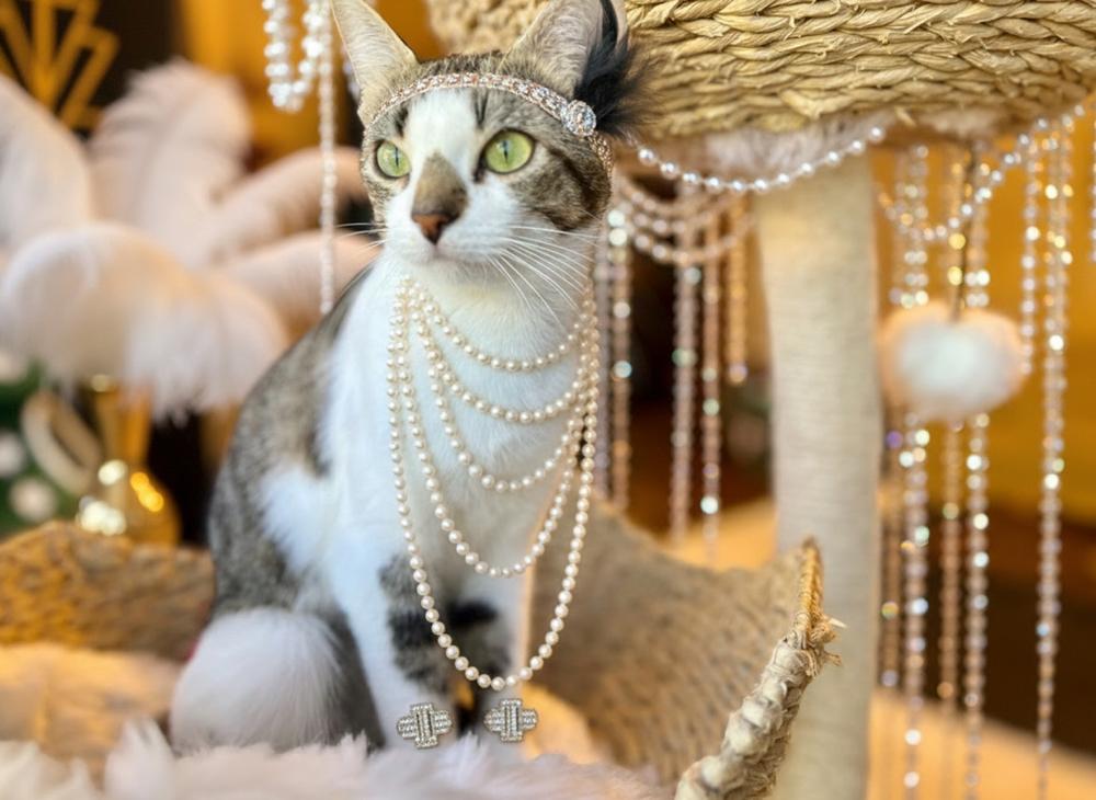 Enlarge Mama Butterball, a Adoptable Domestic Short Hair in Blanchard, OK image 5/6