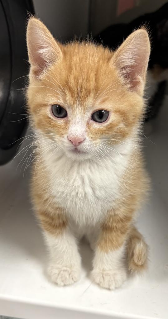 Enlarge Bubba, a Adopted mixed breed in Saint Paul, MN image 1/3