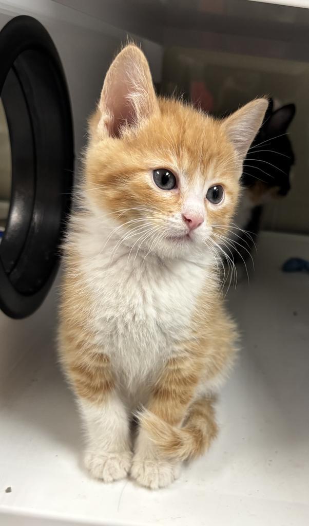 Enlarge Bubba, a Adopted mixed breed in Saint Paul, MN image 2/3