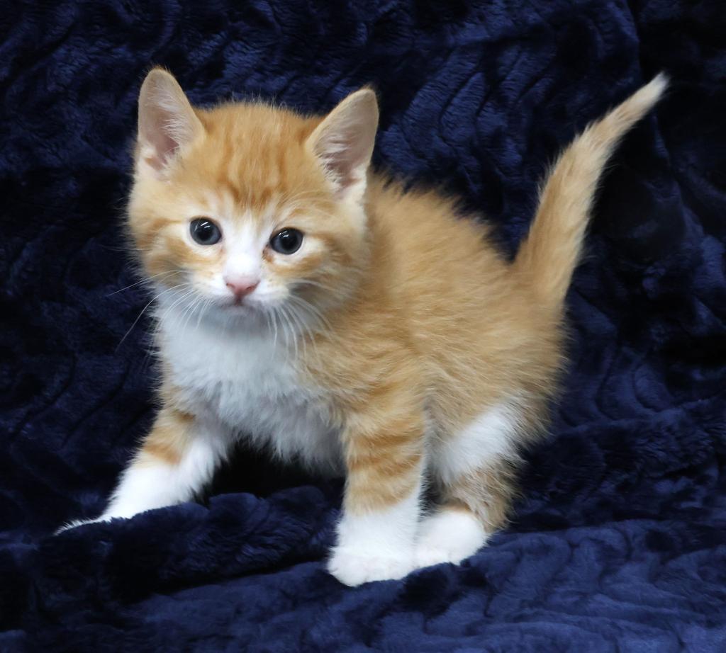 Enlarge Bubba, a Adopted mixed breed in Saint Paul, MN image 3/3