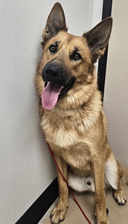 Enlarge Milo, a Adoptable mixed breed in Phoenix, AZ image 1/3