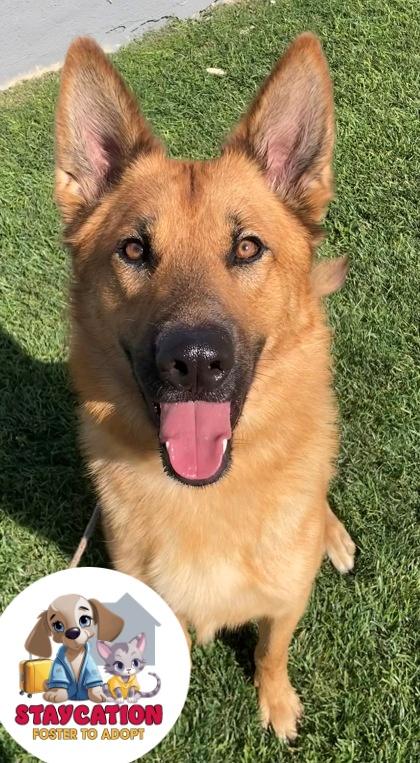 Enlarge Milo, a Adoptable mixed breed in Phoenix, AZ image 2/3