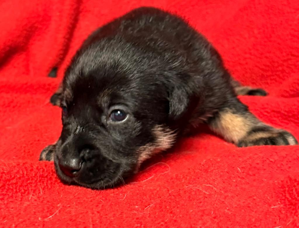 Vortex - PENDING ADOPTION, Adoptable, Puppy Male Retriever & Shepherd.
