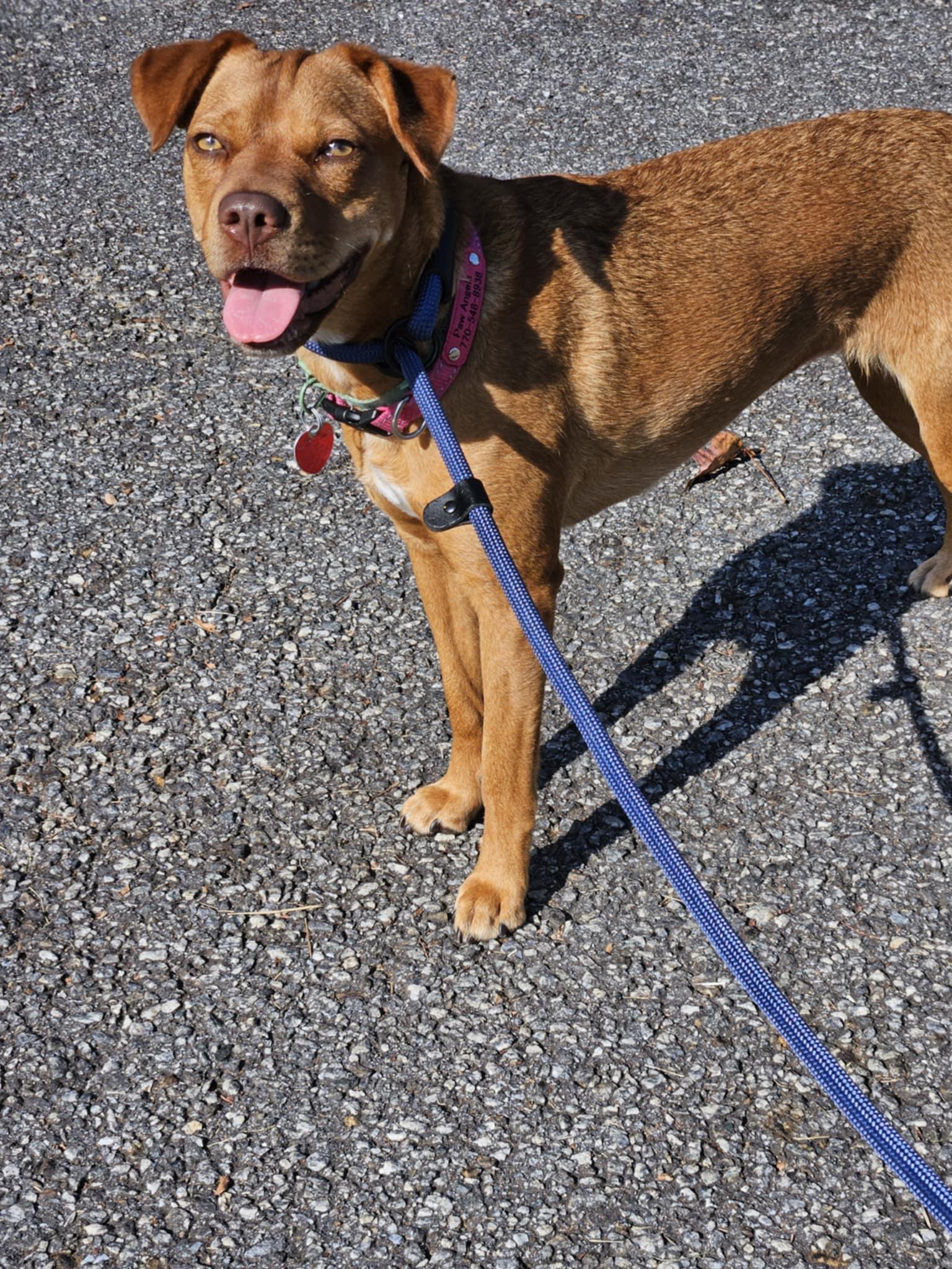 Gurl, Adoptable, Young Female Mixed Breed.