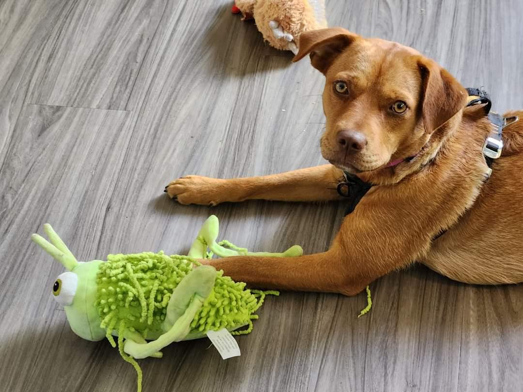 Gurl, a Adoptable Mixed Breed in Calhoun, GA image 3/3