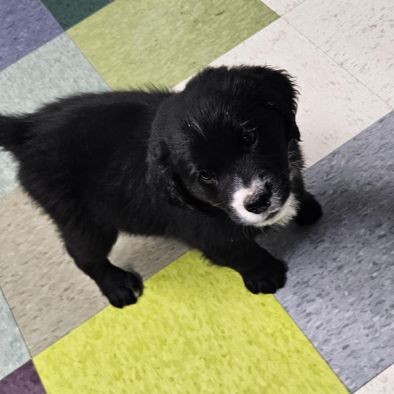 Wyatt, Adopted, Puppy Male Bulldog & Dachshund (Long Haired).