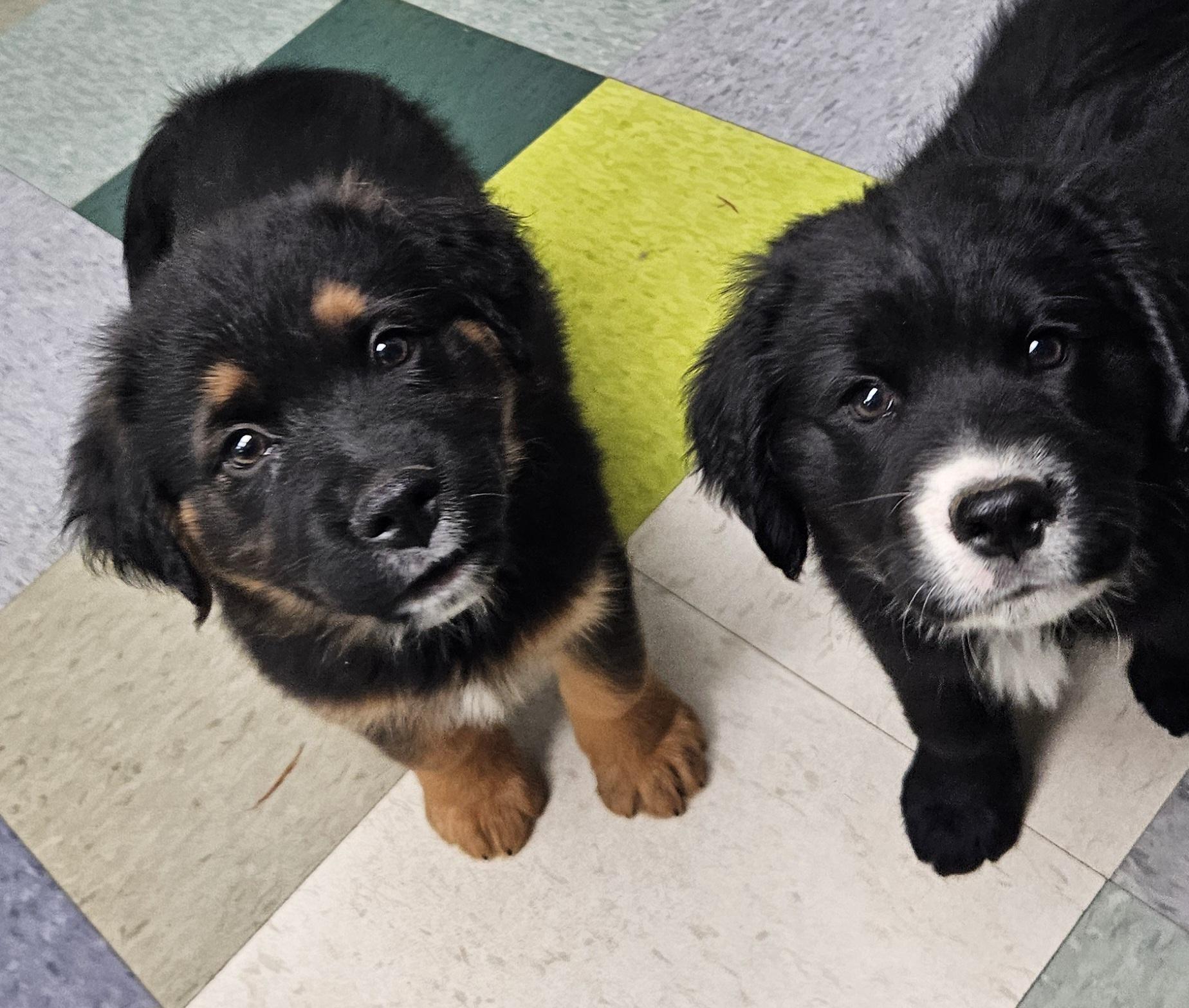 Enlarge Wyatt, a Adopted mixed breed in Kirksville, MO image 3/6