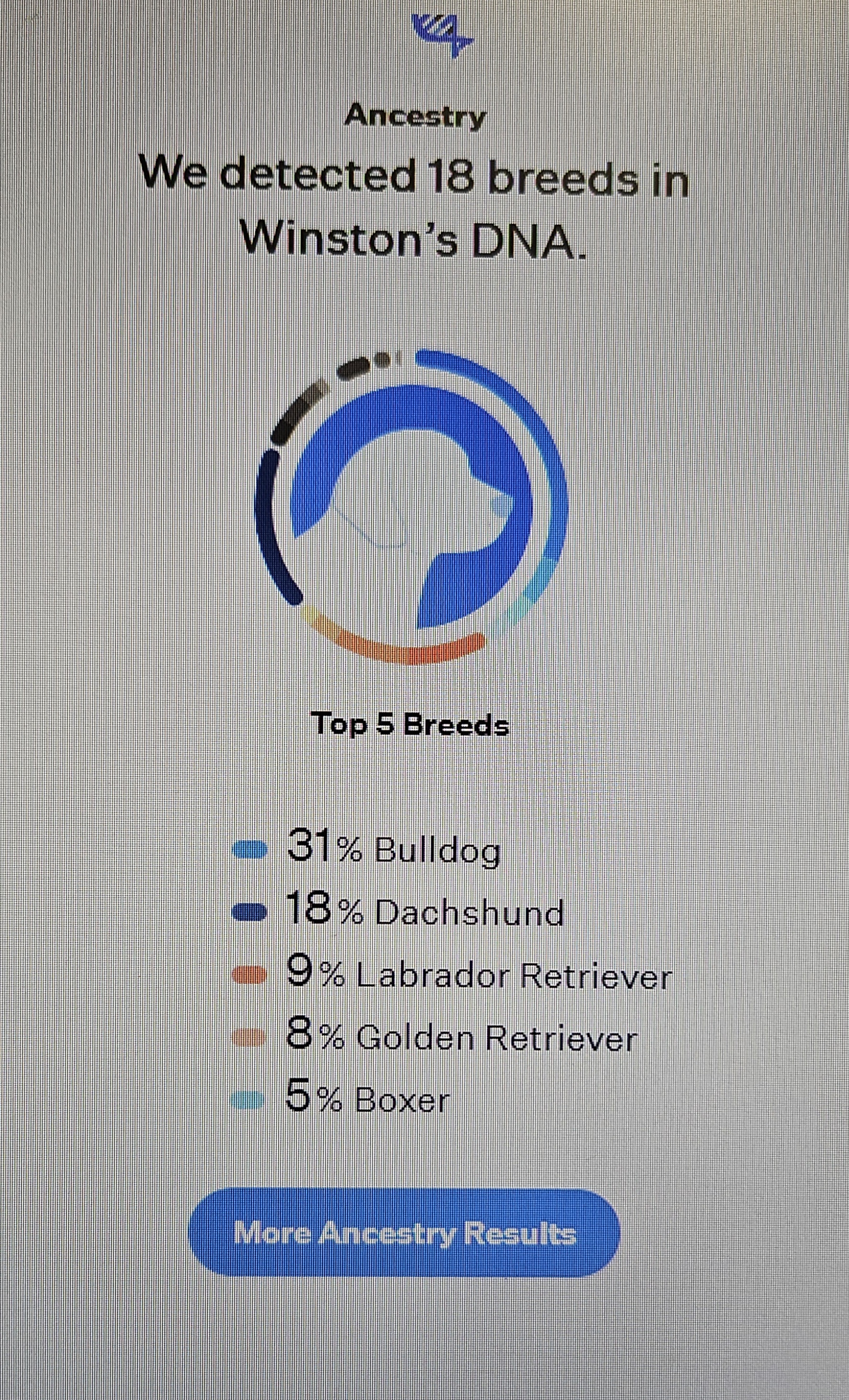 Enlarge Wyatt, a Adopted mixed breed in Kirksville, MO image 5/6