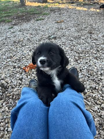 Enlarge Wyatt, a Adopted mixed breed in Kirksville, MO image 6/6