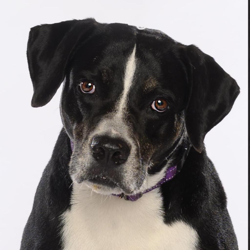 Enlarge Kelly, a Adoptable mixed breed in Sarasota, FL image 1/6