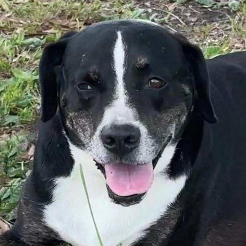 Enlarge Kelly, a Adoptable mixed breed in Sarasota, FL image 2/6