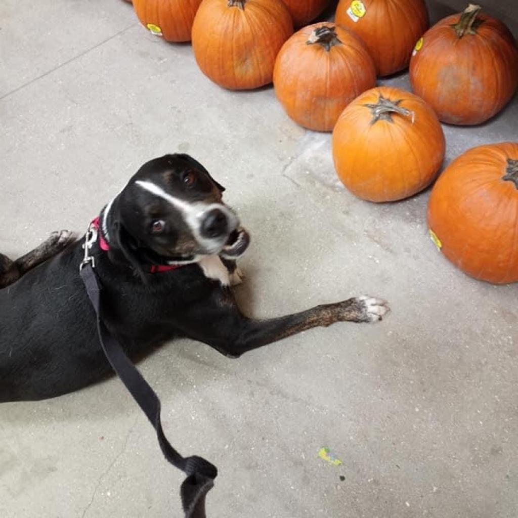 Enlarge Kelly, a Adoptable mixed breed in Sarasota, FL image 3/6