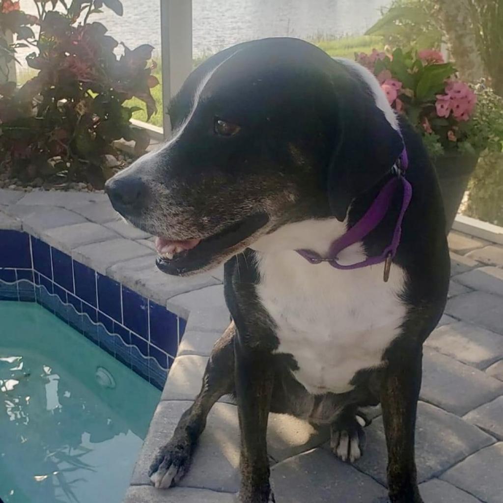 Enlarge Kelly, a Adoptable mixed breed in Sarasota, FL image 4/6